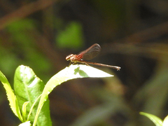 Hetaerina rosea