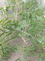 Pseudosamanea guachapele