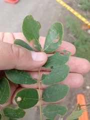 Pseudosamanea guachapele