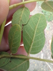 Pseudosamanea guachapele