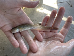 Gobionellus oceanicus
