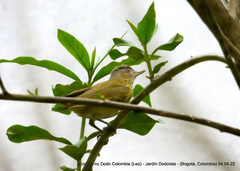 Vireo flavoviridis