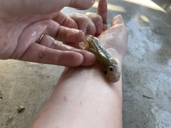 Gobionellus oceanicus