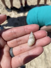 Bulimulus bonariensis