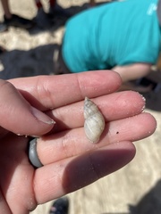 Bulimulus bonariensis