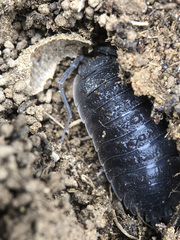 Porcellio hoffmannseggii