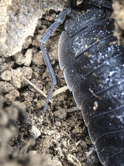 Porcellio hoffmannseggii