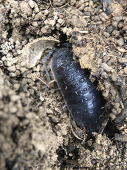 Porcellio hoffmannseggii