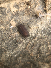 Proporcellio