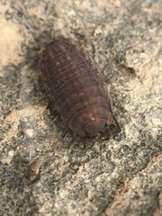 Proporcellio