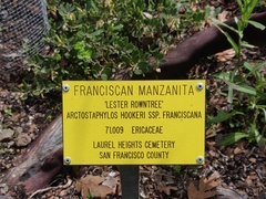 Arctostaphylos franciscana