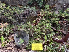 Arctostaphylos franciscana