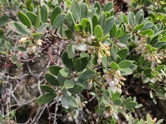 Arctostaphylos franciscana