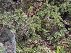 Arctostaphylos franciscana