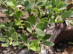 Arctostaphylos franciscana