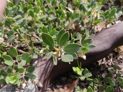 Arctostaphylos franciscana
