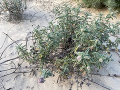 Monardella undulata