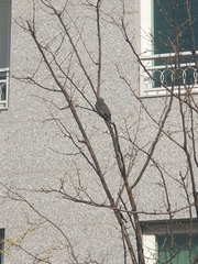 Hypsipetes amaurotis