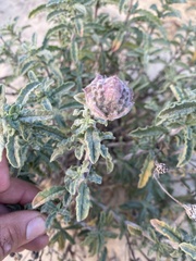 Monardella undulata