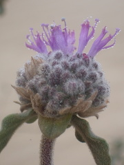 Monardella undulata