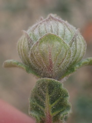 Monardella undulata