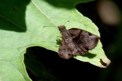 Helias phalaenoides