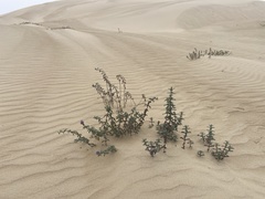 Monardella undulata
