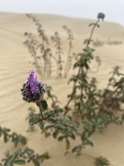 Monardella undulata