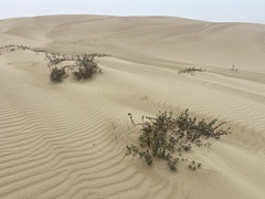 Monardella undulata