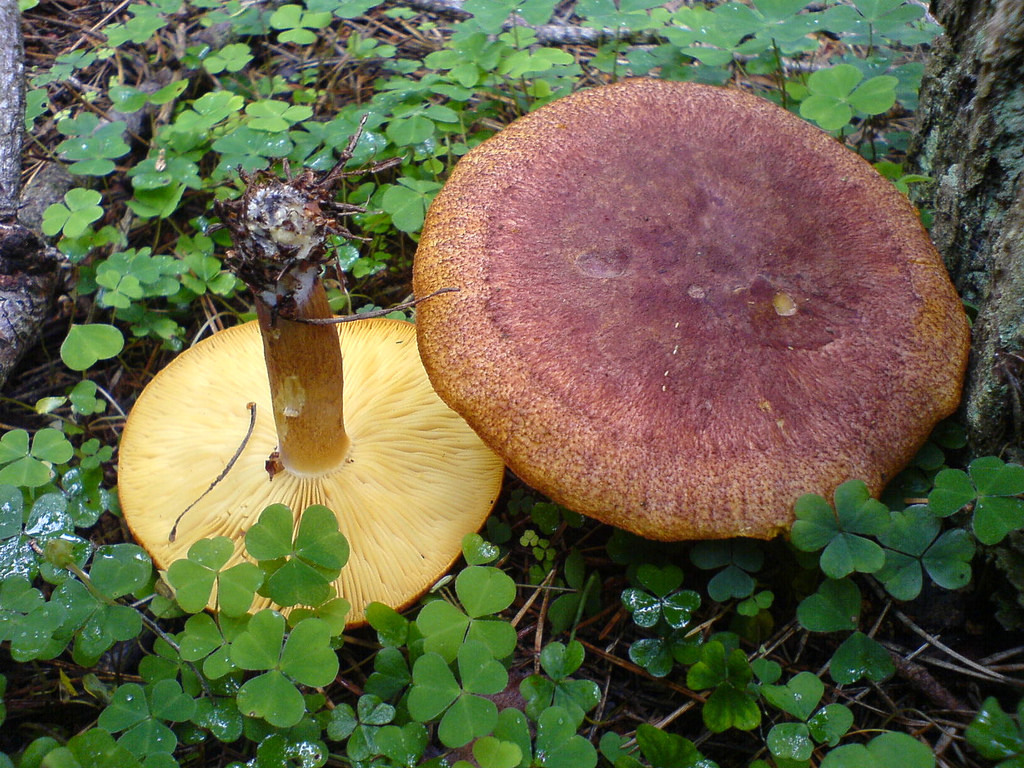 PlumsandCustard (Massachusetts Mushrooms) · iNaturalist