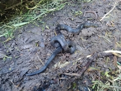 Atractus crassicaudatus