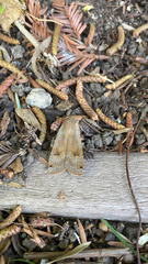 Noctua pronuba