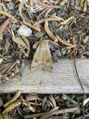 Noctua pronuba