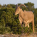 Aoudad - Photo (c) Ashley Wahlberg (Tubbs), some rights reserved (CC BY-ND)