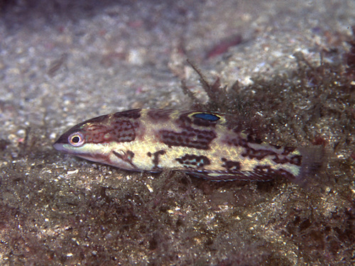 Spinster Wrasse
