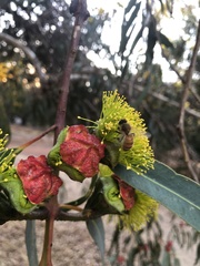 Eucalyptus erythrocorys