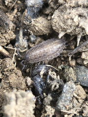 Proporcellio