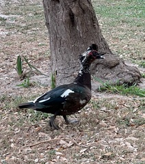 Cairina moschata domestica