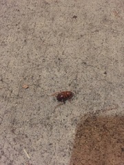 Periplaneta americana