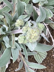 Phacelia egena