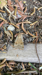Noctua pronuba