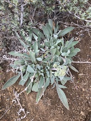 Phacelia egena