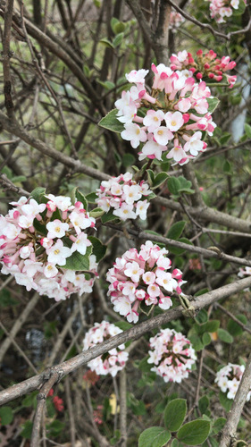 Viburnum carlesii