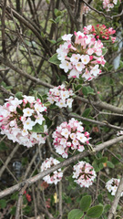 Viburnum carlesii