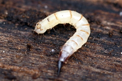 Xylophagidae