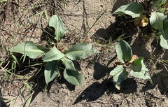 Rumex venosus