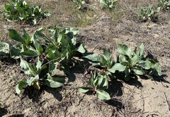 Rumex venosus