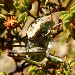 Aglaothorax ovata