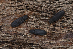 Uleiota debilis