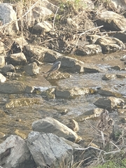 Hypsipetes amaurotis